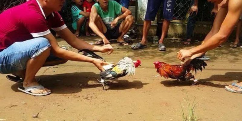 Bổ sung các tính năng Vinbet và những khía cạnh tuyệt vời - Vinbet
